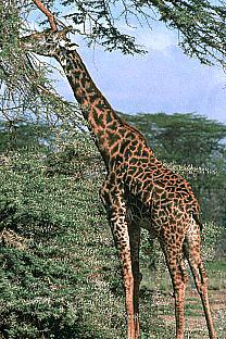 [SDZ_0085-Giraffe-LeafDinner.jpg]