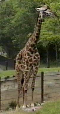[ZooAnimals-Giraffe1.jpg]