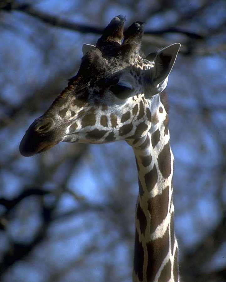 [animalwild030-GiraffesHead-Closeup.jpg]