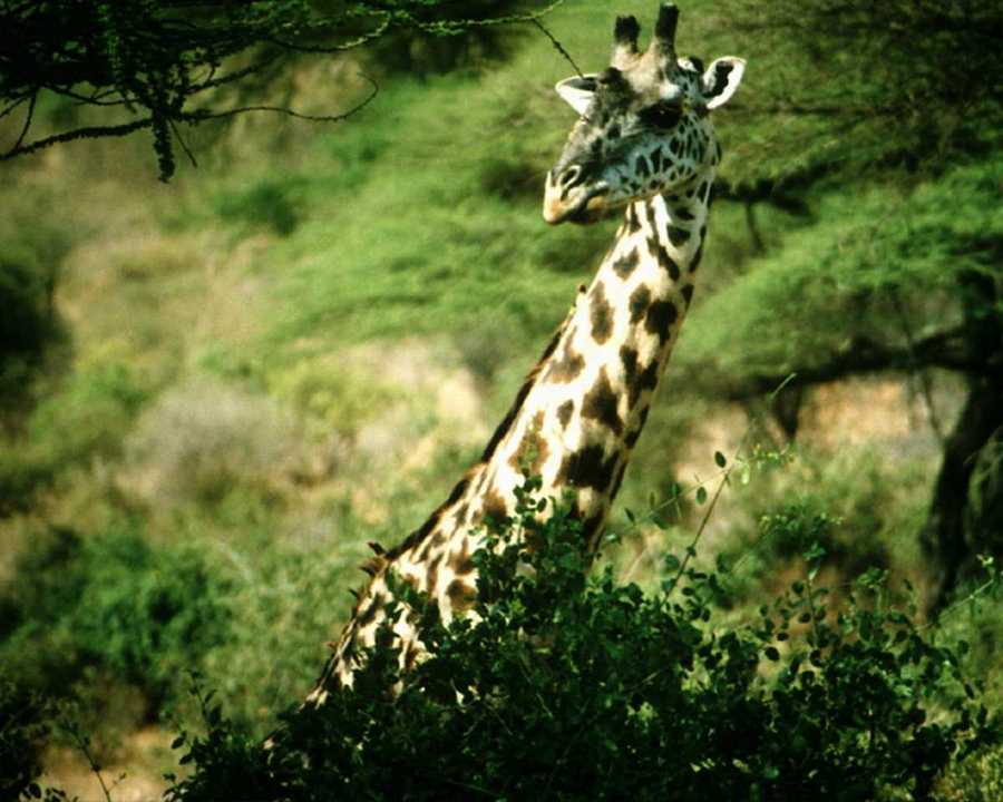 [animalwild031-GiraffesHead-Closeup-InForest.jpg]