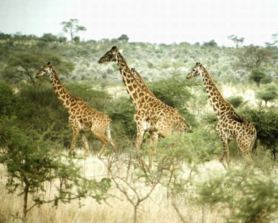 [animalwild032-GiraffesHerd-Marching.jpg]