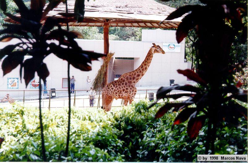 [foto035-Giraffes-Zoo.jpg]