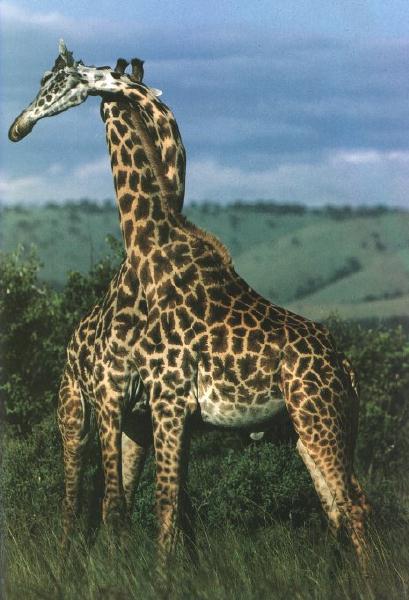 [giraffe_00.jpg]