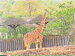 [zoo-giraffe-anim010.jpg]