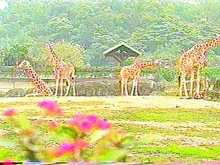 [zoo-giraffes-anim011.jpg]