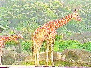 [zoo-giraffes-anim012.jpg]