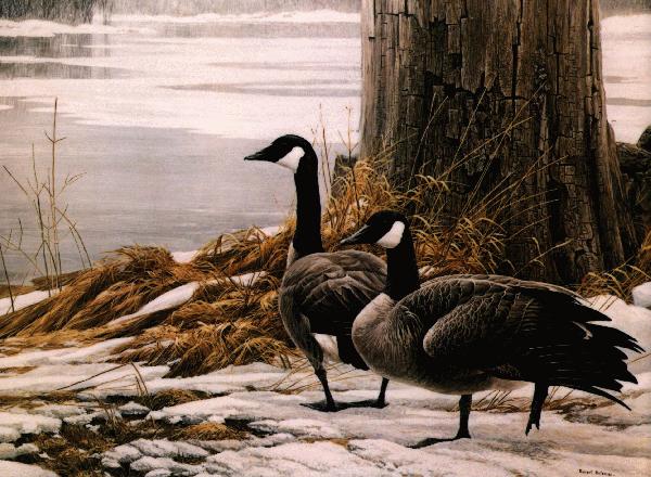 [geese-Canada_goose-rb-Pair_on_Snow_shore.jpg]