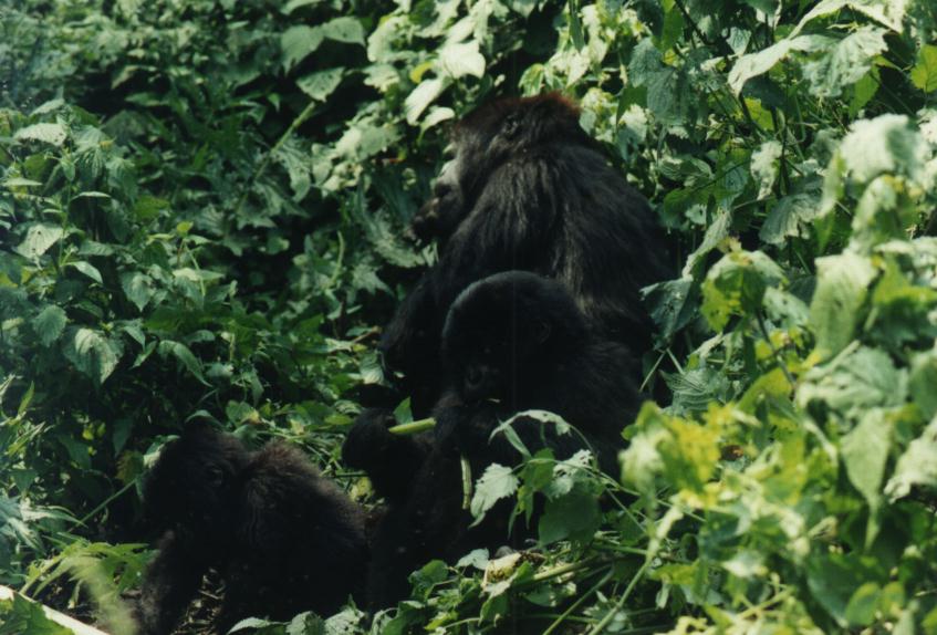 [safari34_gorilla.jpg]