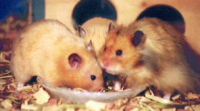 [hamsters_eat.jpg]