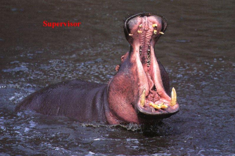 [BigMouth-Hippopotamus-nsa19s.jpg]