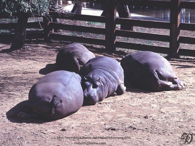 [Fhipo1-Hippopotamuses.jpg]
