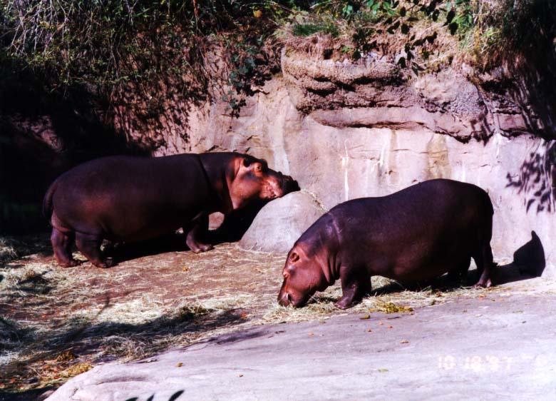 [Hippopotamuses_Portland.jpg]