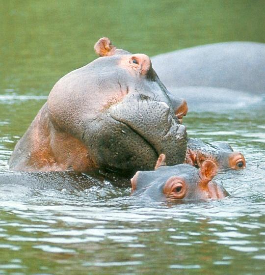 [afwld102-Hippopotamuses-MomNursingBabies.jpg]