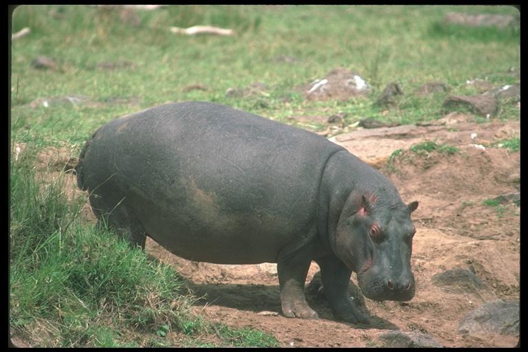 [hippopotamus-200062.jpg]