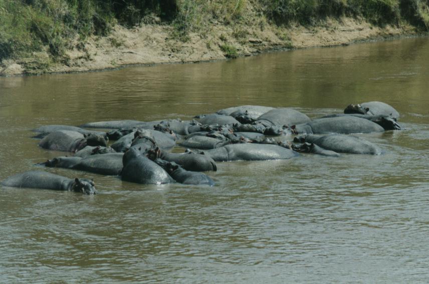 [safari17_hippopotamus.jpg]