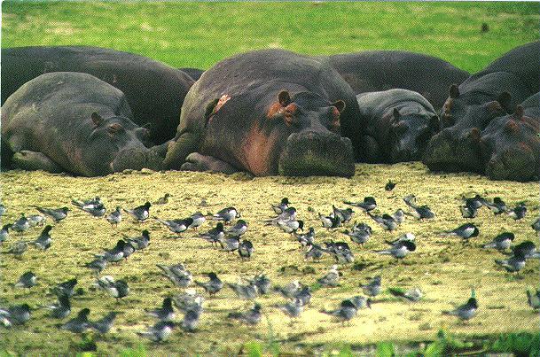 [sleepy-hippopotamuses.jpg]