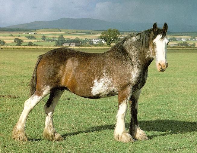 [Clydesdale2-Horse-Standing_OnGrass.jpg]