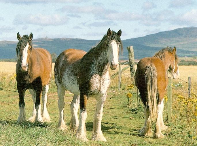 [Clydesdale3-3DomesticHorses.jpg]