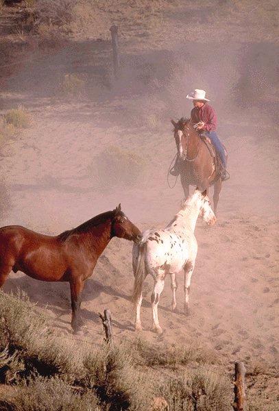 [Cowboy-2horses-15410070.jpg]