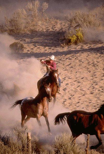 [Cowboy-HerdingHorses-15410048.jpg]