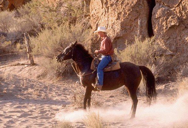 [Cowboy-Horse-15410040.jpg]