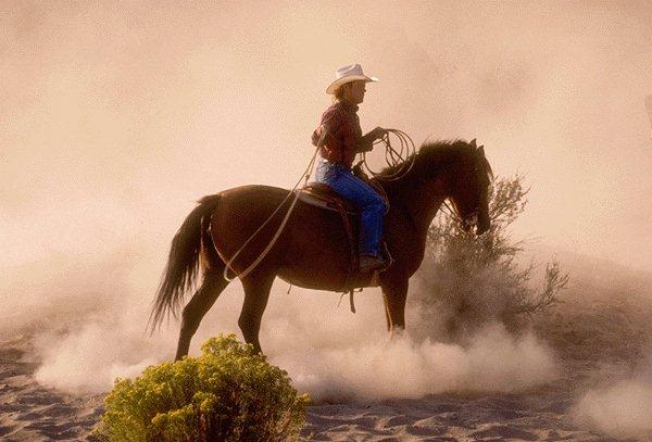 [Cowboy-Horse-15410071.jpg]