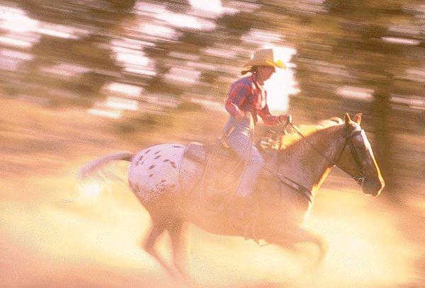 [Cowboy-Run-Horse-15410082.jpg]