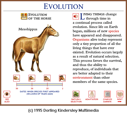 [DKMMNature-HorseEvolution02-Mesohippus.gif]
