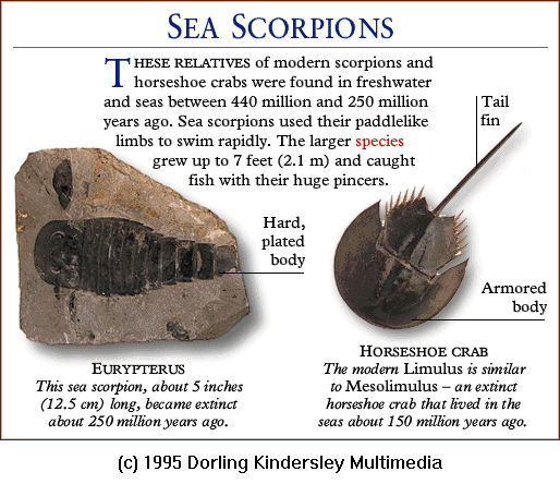 [DKMMNature-SeaScorpion-Fossil-HorseshoeCrab.gif]