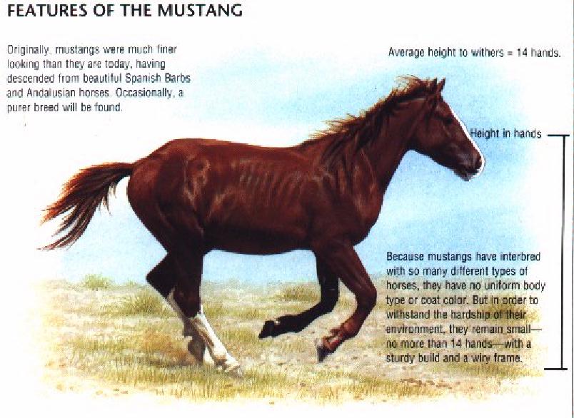 [Horse-Mustang-FeatureSheet.jpg]
