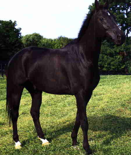 [Horse5-BlackHorse.jpg]