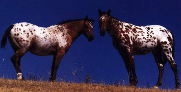 [Horse6-Pair-White_with_dark_spots.jpg]