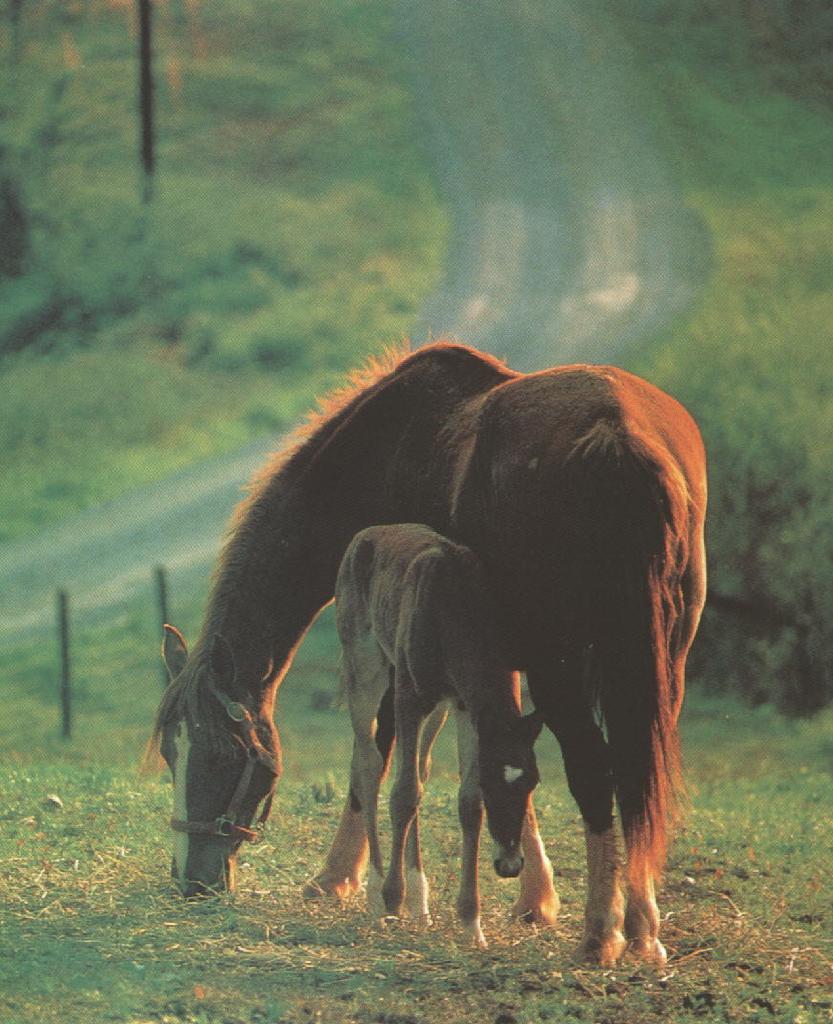[Horses-MomNBaby-morning.jpg]