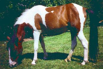 [Stallion-Horse-eating_grass.jpg]