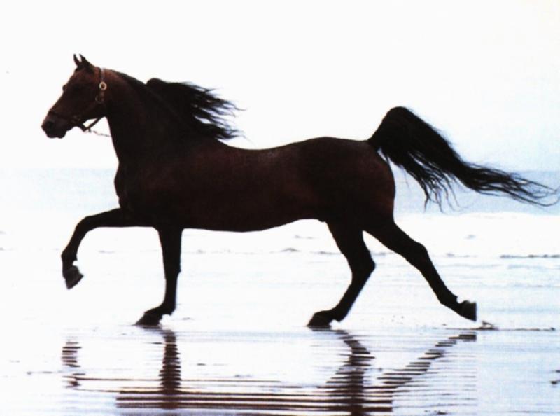 [TennesseeWalkingHorse-p007-Stallion-Trots_on_beach.jpg]