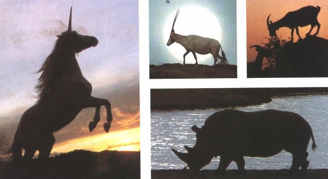 [UnicornFriends_Horse_ArabianOryx_MountainGoat_Rhinoceros.jpg]