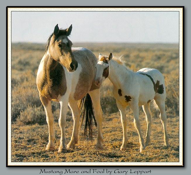 [WildHorses_001-Mustang-Mare_N_Foal.jpg]