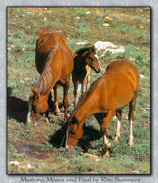 [WildHorses_013-Mustangs-Mares_N_Foal.jpg]