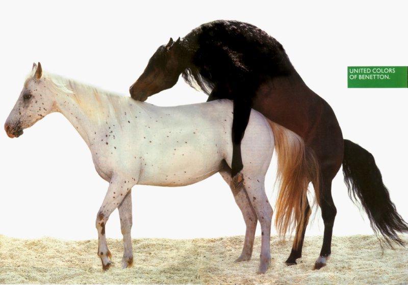 [breeding06-horses-BENETON.jpg]