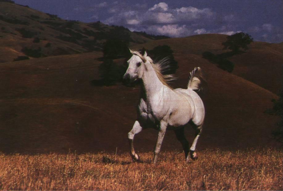 [horse10d-WhiteHorse-Running_Autumn_Grass_Field.jpg]