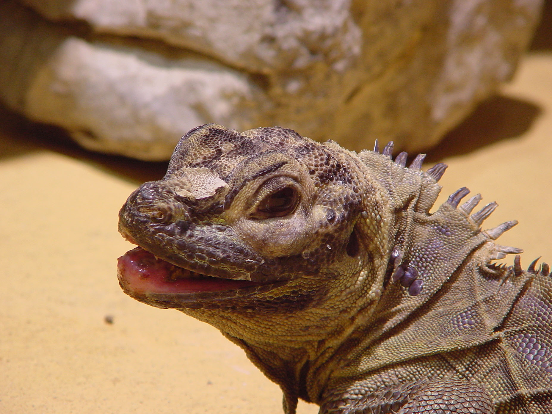 [001001-woestijn leguaan - desert iguana.jpg]