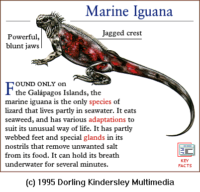 [DKMMNature-Reptile-MarineIguana.gif]