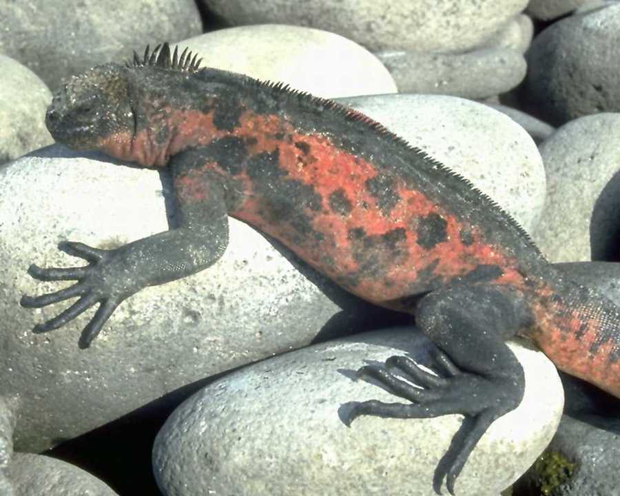 [animalwild079-GalapagosMarineIguana-On_large_pebbles.jpg]
