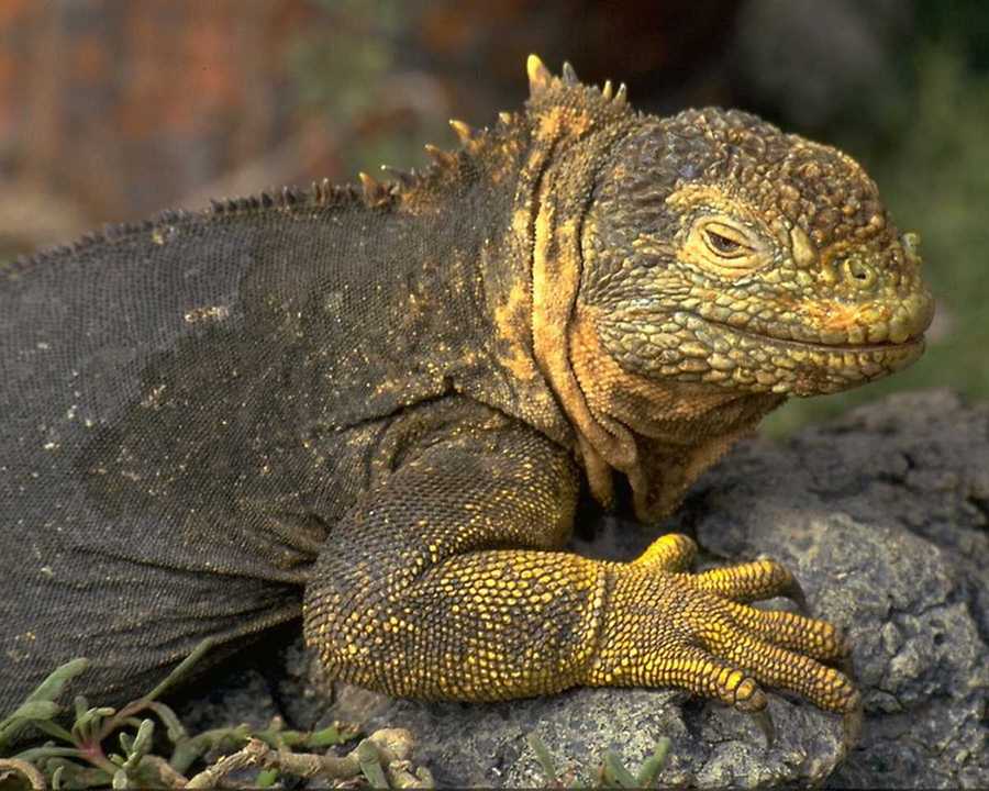 [animalwild080-GalapagosLandIguana-Closeup.jpg]