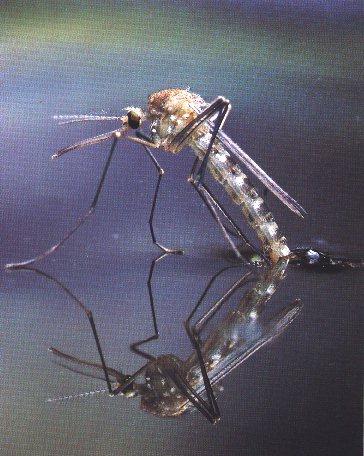 [Insect-Mosquito-WaterMirror.jpg]