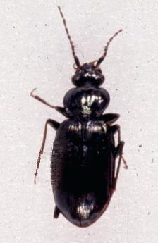 [InsectBeetle-Loricera_pilicornis.jpg]