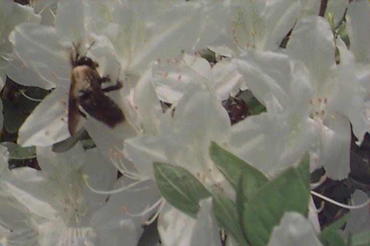 [KoreanInsect-Bumblebee02-SippingNectar.jpg]