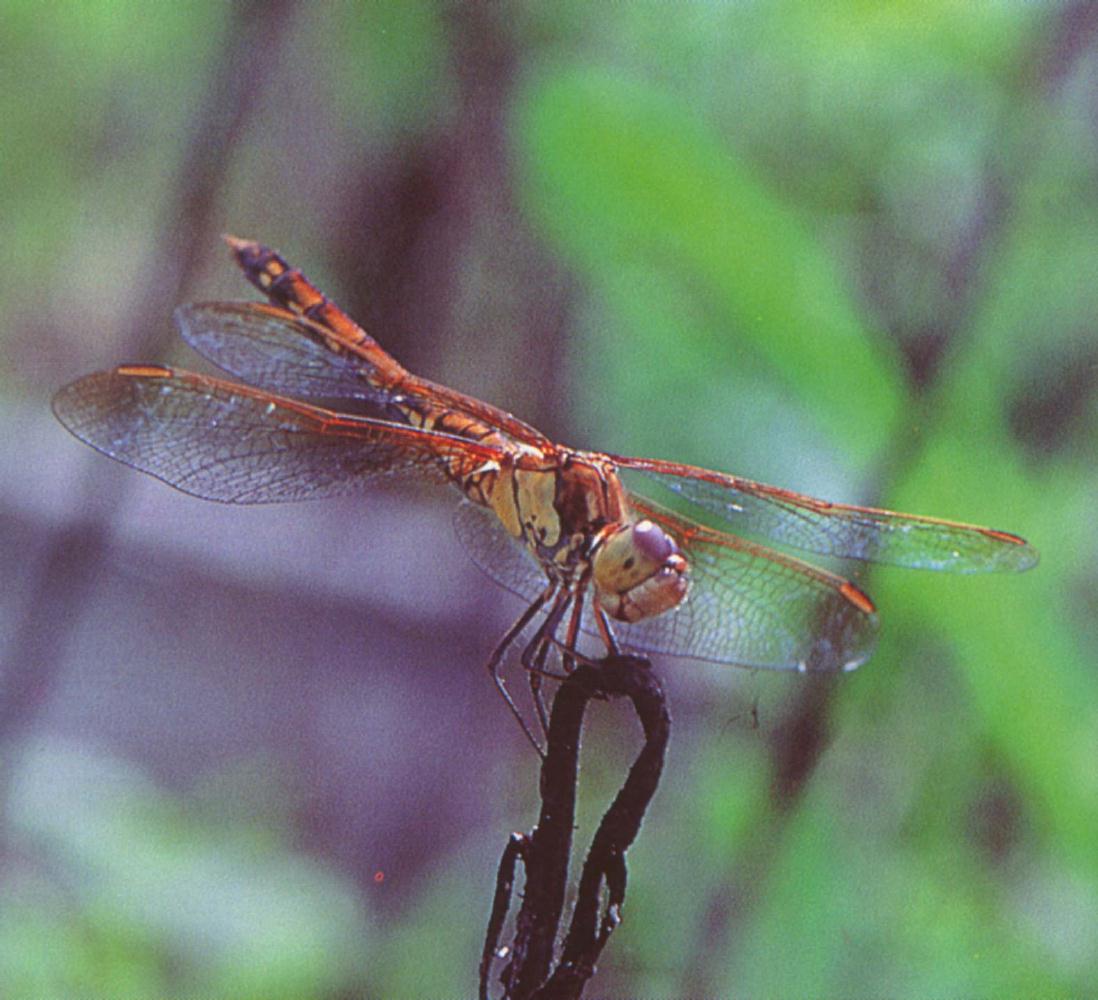 [KoreanInsect-Dragonfly-Brown.jpg]