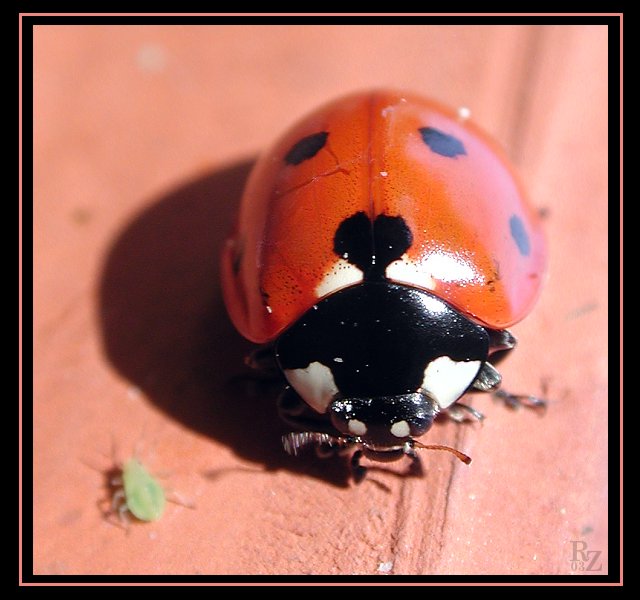 [Ladybug5878.jpg]