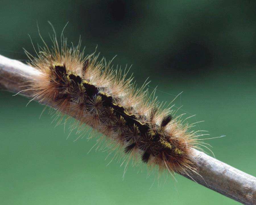 [anmin023-Caterpillar-Crawling_along_branch.jpg]